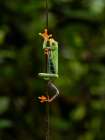 Red-eyed Treefrog- Costa Rica- Central America Art Print